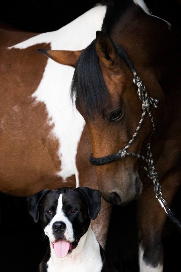 Dog And Horse