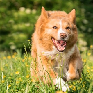 Animal Magic Training Pic