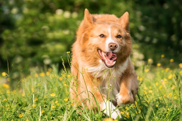 Animal Magic Training Pic