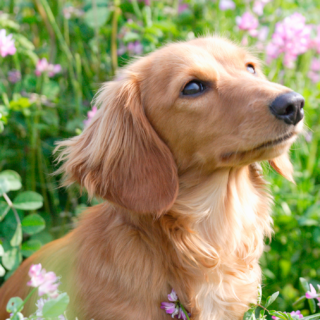 Aniherba Dog