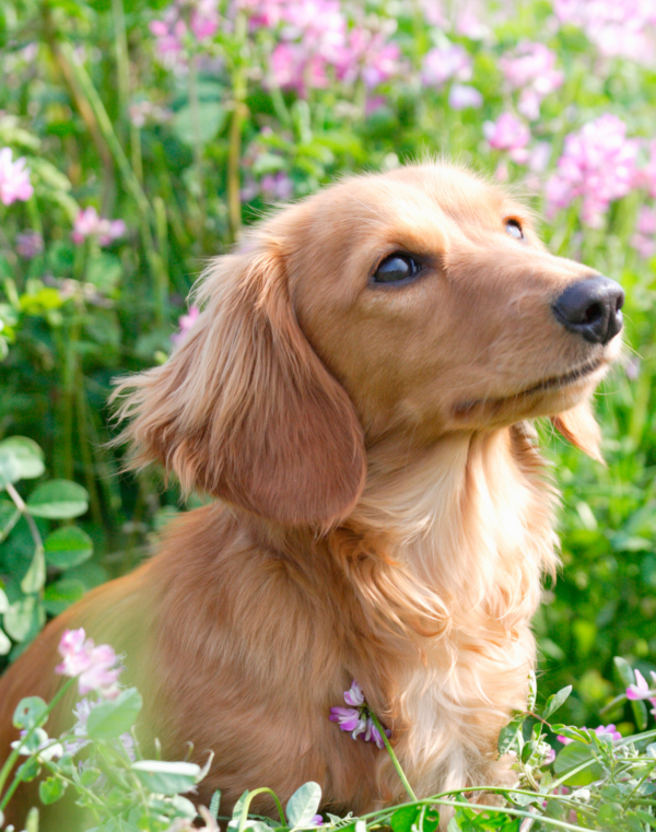 Aniherba Dog