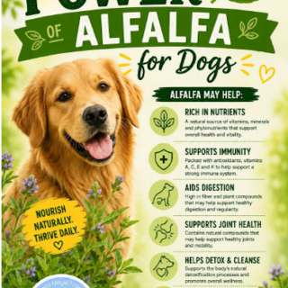 Alfalfa